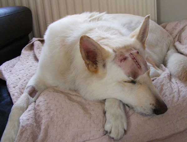 ice the white gsd after surgery for aspergillosis