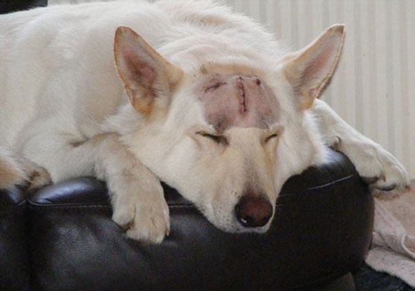 ice the white gsd sleeping after his big operation