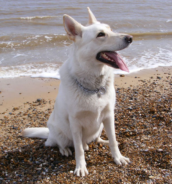 Ice the white gsd in the sea