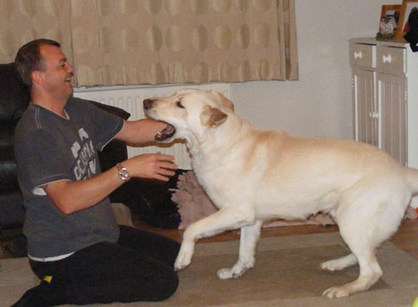 ice the whit gsd playing with his dad