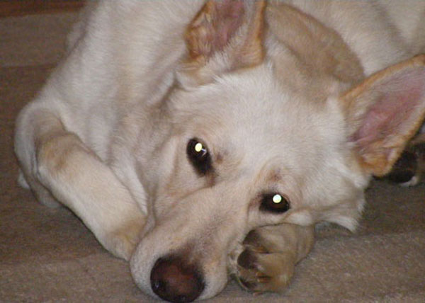 ice the white gsd