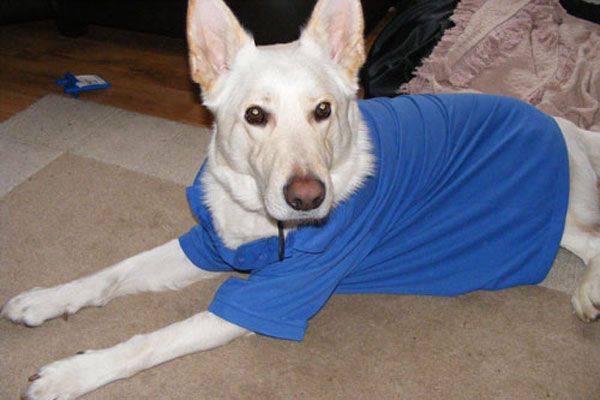 ice white gsd wearing a blue t shirt