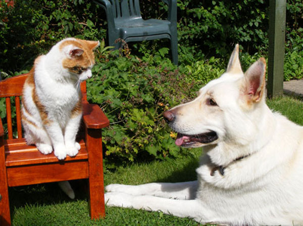 ice the white gsd and the cat