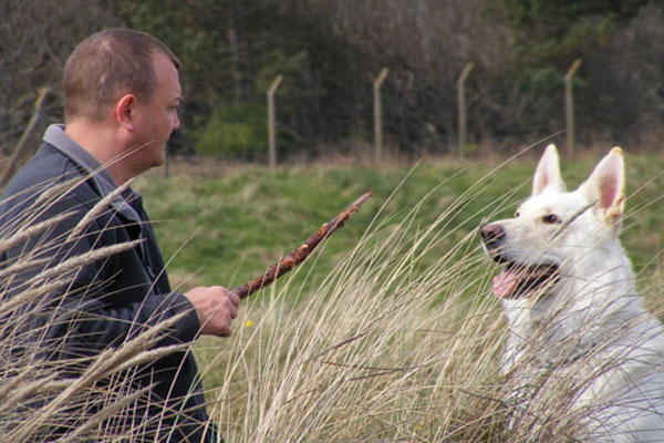 ice the white gsd teaching dad to throw sticks