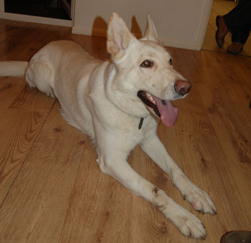 ice white gsd