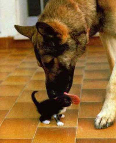 german shepherd licking a kitten