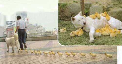 german shepherd rescue with baby ducklings