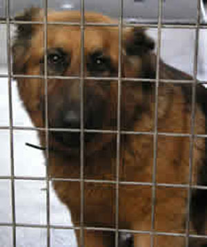 german shepherd in cage