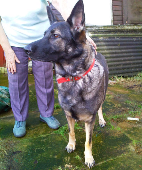 inga female gsd