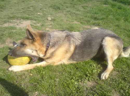 izzy with the big yellow ball in her mouth