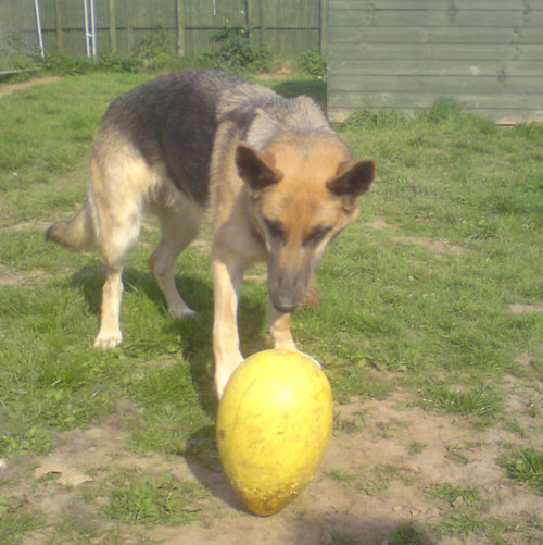 izzy with the big yellow egg