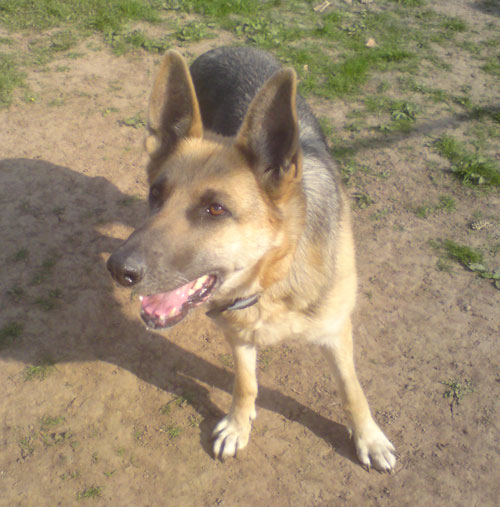 izzy the blue sable gsd