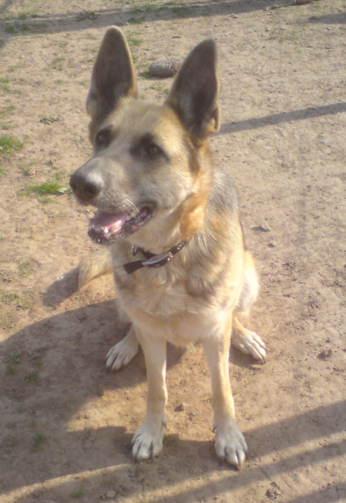 izzy the blue sable gsd having her picture taken