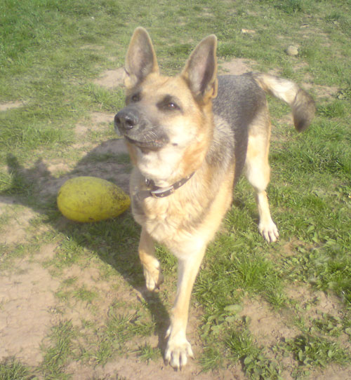 izzy the gsd loves to play ball