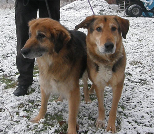 jack and frankie gsd's