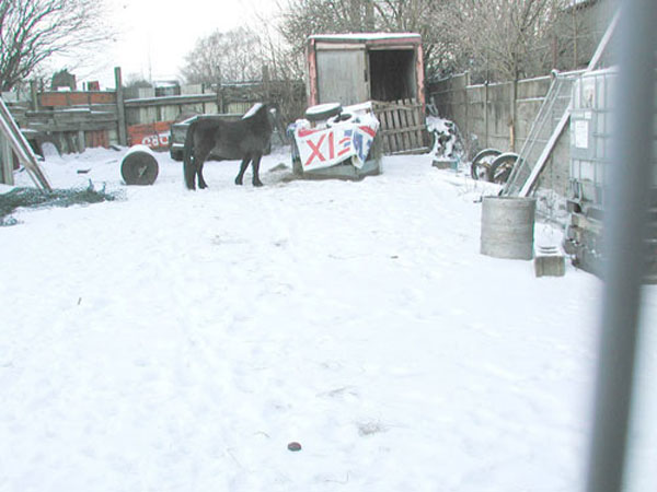 horses left in small area without food