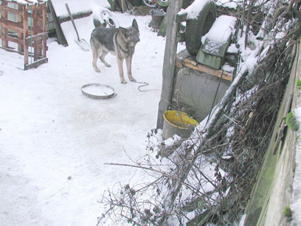 jack the GSD chained outside all winter