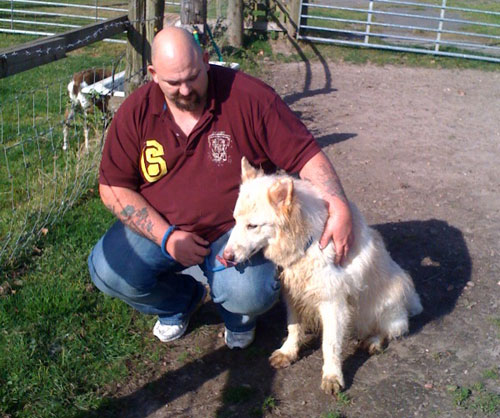 jake beautiful white gsd