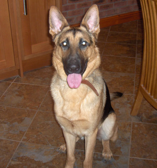 jake young gsd