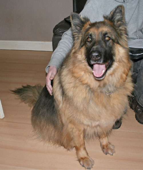 jake long coated german shepherd