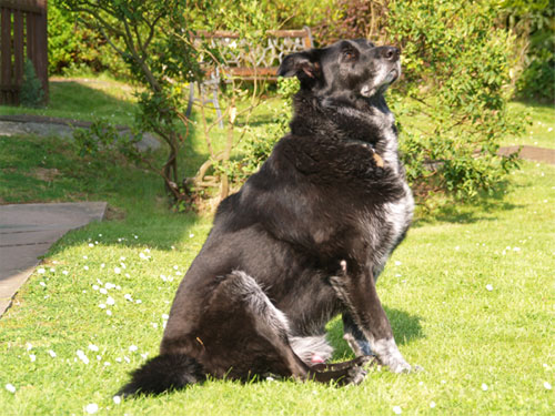 jake gsd labrador cross