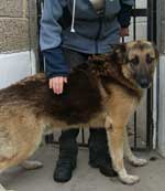 Jake abandoned GSD