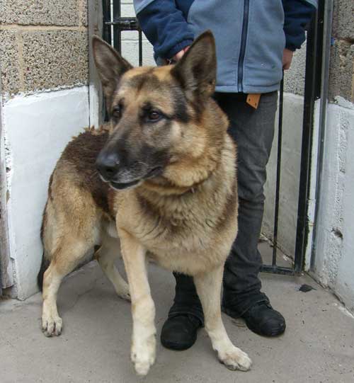 jake who needs a home