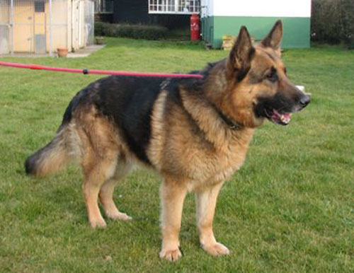 ex police german shepherds sale uk