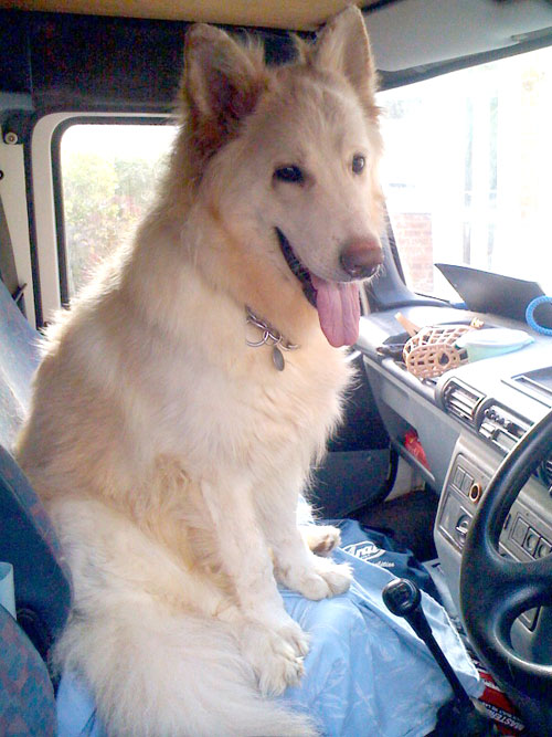 jake the white gsd in the passenger seat of a van 