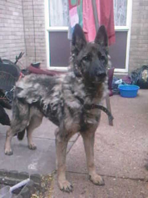 jake with his coated all matted