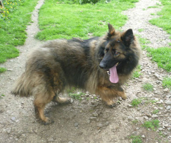 jay german shepherd with deformed foot