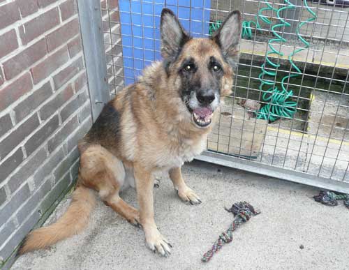 jed the older gsd