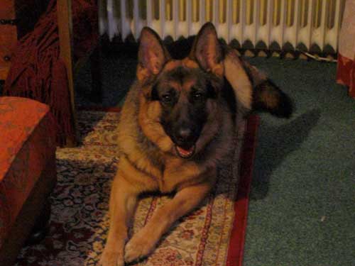 jennies gsd samson