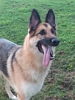 GERMAN SHEPHERD RESCUE (GSDR) No 1 UK 