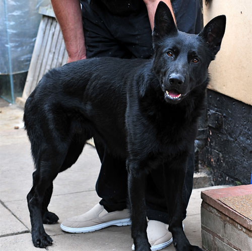 jet black gsd