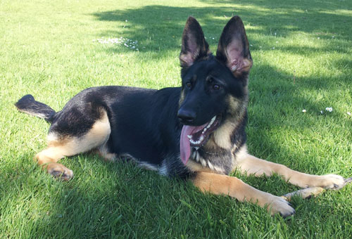 jet the german shepherd with his stick