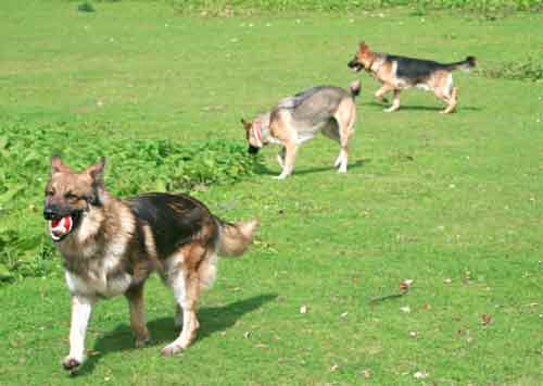 jey playing with his new friends