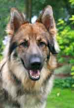 Jet GSD in danger of losing his leg