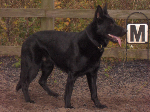 jet black gsd