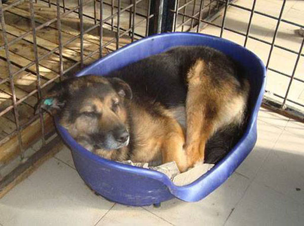 jethro gsd in his 1 metre square prison in a public shelter in Romania