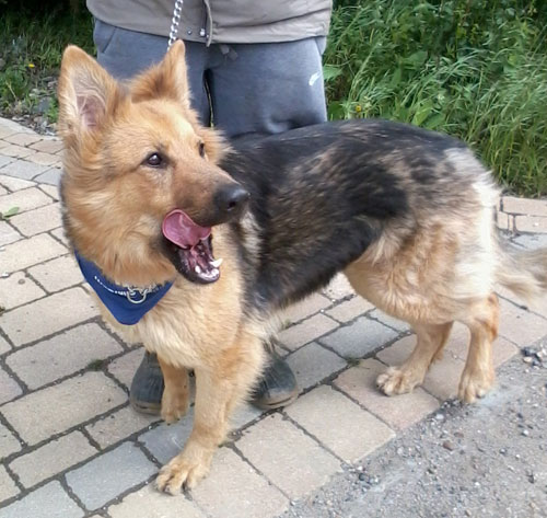 gorgeous jordie german shepherd