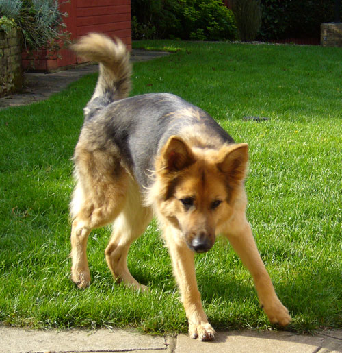 jordie the gsd loves to play ball