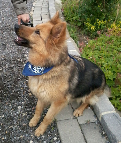 jordie the gsd wearing a blue bandana