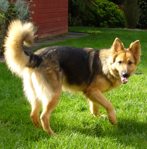 jordie the gsd with a big bushy tail