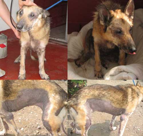 joyce suffering from mange