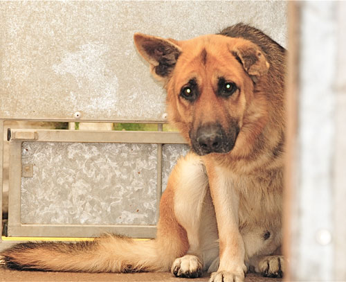 kaiser terrified in his kennel