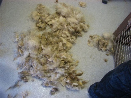knotted matted dog hair