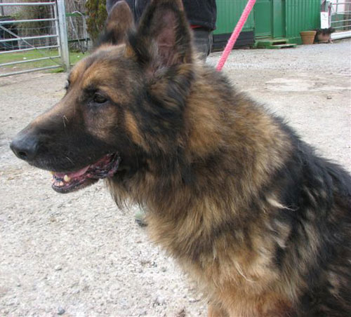 kane semi coat gsd