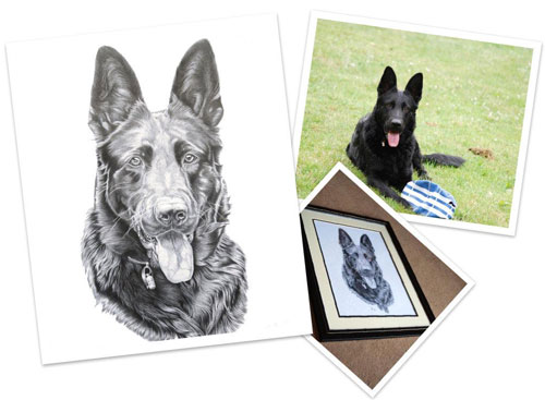 portrasit of a german shepherd