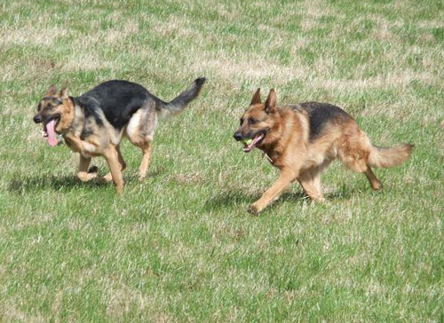 karla the gsd and her best friend scooby